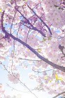 Natur av Fotograf Evelina Eklund Hassel i Jönköping