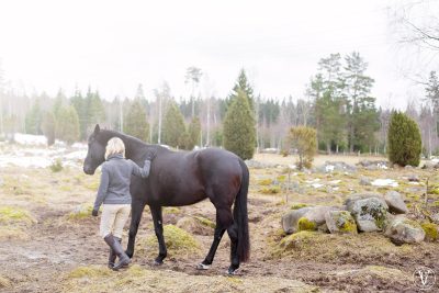 Hästfotograf, Fotograf Evelina Eklund Hassel i Jönköping