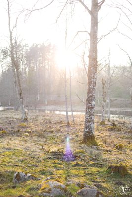 träd, Fotograf Evelina Eklund Hassel i Jönköping