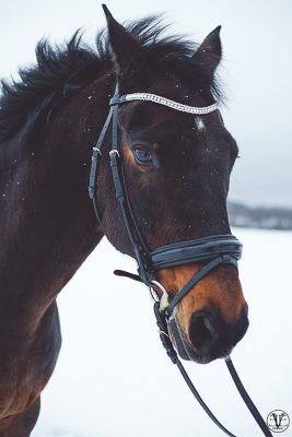 Porträttfoto Häst, Fotograf Evelina Eklund Hassel i Jönköping och Karlstad