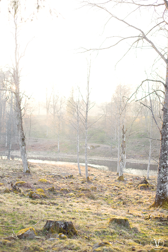 träd, Fotograf Evelina Eklund Hassel i Jönköping